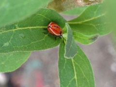 Lygaeus kalmii