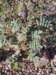 Dalea lachnostachys
