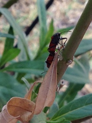 Lygaeus kalmii
