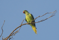 Psittacula krameri