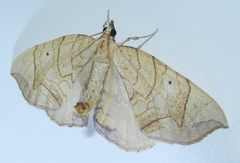 Eulithis