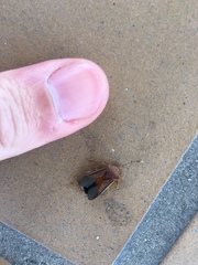 Anasa varicornis
