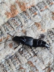 Quedius dilatatus
