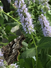 Nymphalis