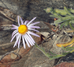 Erigeron clokeyi