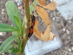 Lygaeus kalmii
