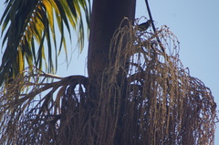 Thraupis palmarum