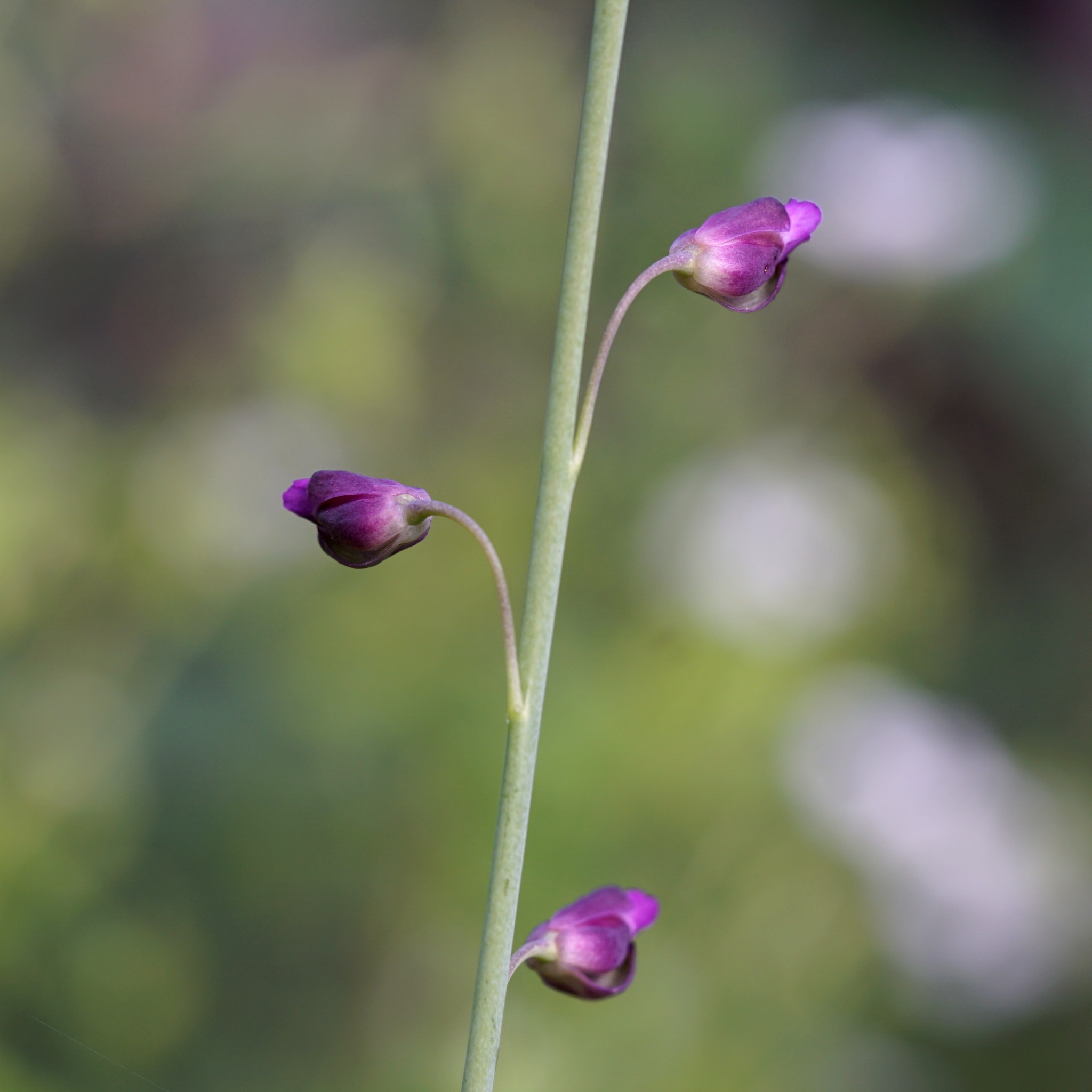Pennellia longifolia
