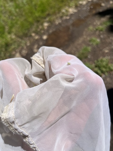 iNaturalist observation photo of True Bugs, Hoppers, Aphids, and allies