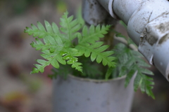 Pteris semipinnata