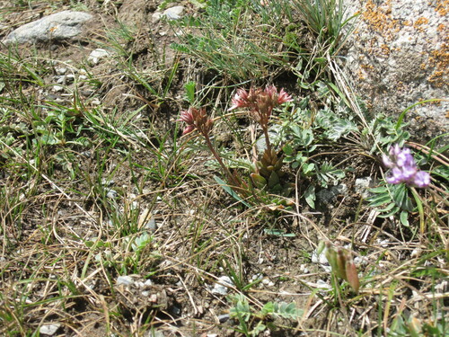 Rosularia alpestris