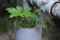 Pteris semipinnata