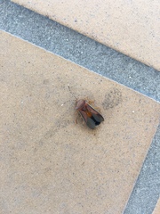 Anasa varicornis