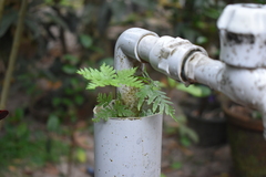 Pteris semipinnata