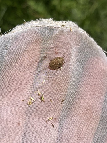 iNaturalist observation photo of Eurygaster