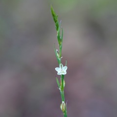 Polygonum sawatchense
