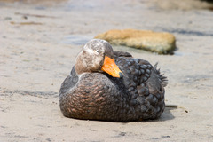 Tachyeres brachypterus