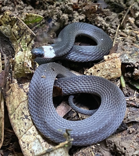 Photo of a Ninia teresitae (Ninia teresitae)