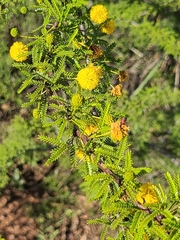 Vachellia vernicosa