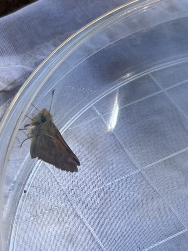 iNaturalist observation photo of Woodland Skipper