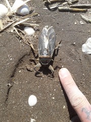 Lethocerus annulipes