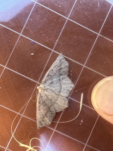 iNaturalist observation photo of Ennominae