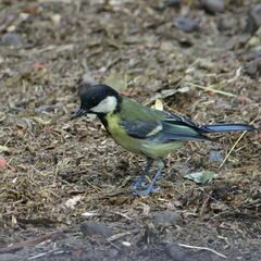 Parus major