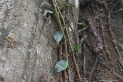 Pothos scandens