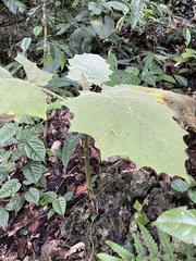 Solanum lasiocarpum