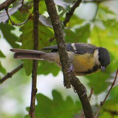 Parus major
