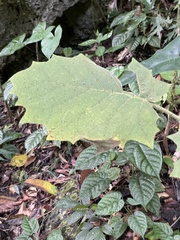 Solanum lasiocarpum