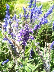 Salvia farinacea