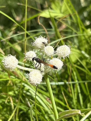 iNaturalist observation photo of Thread-waisted Sand Wasps