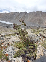 Silene gonosperma