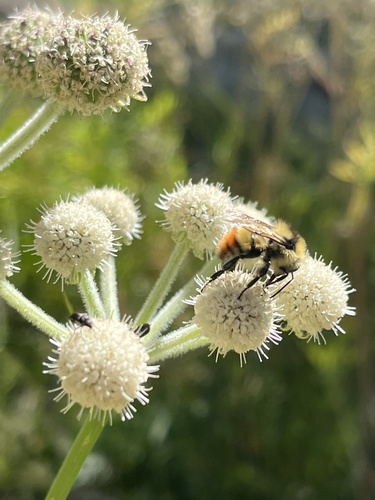 iNaturalist observation photo of Pyrobombus