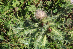 Cirsium rhizocephalum