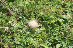 Cirsium rhizocephalum