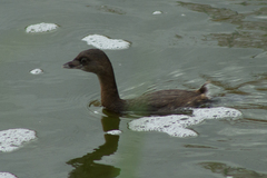 Podilymbus podiceps