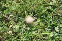 Cirsium rhizocephalum