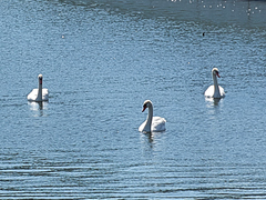 Cygnus olor