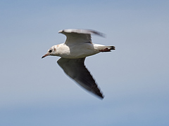Chroicocephalus ridibundus