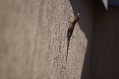 Tropidurus torquatus