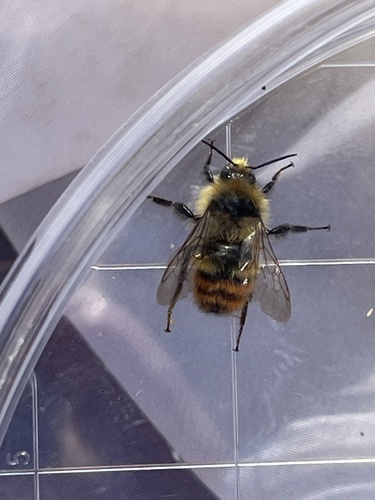 iNaturalist observation photo of Pyrobombus