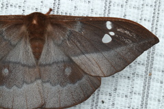Cricula agria