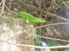 Anolis apollinaris