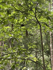 Batrachostomus septimus