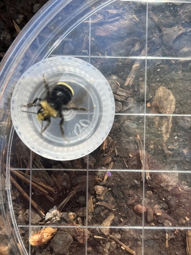 iNaturalist observation photo of Yellow-faced Bumble Bee