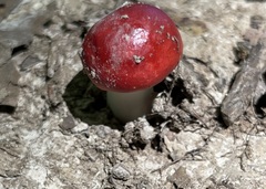 Russula pseudopeckii