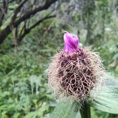 Centaurea nervosa