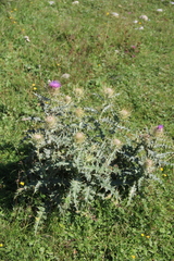 Cirsium pugnax